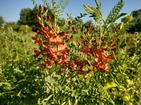 Alkali Swainsonpea