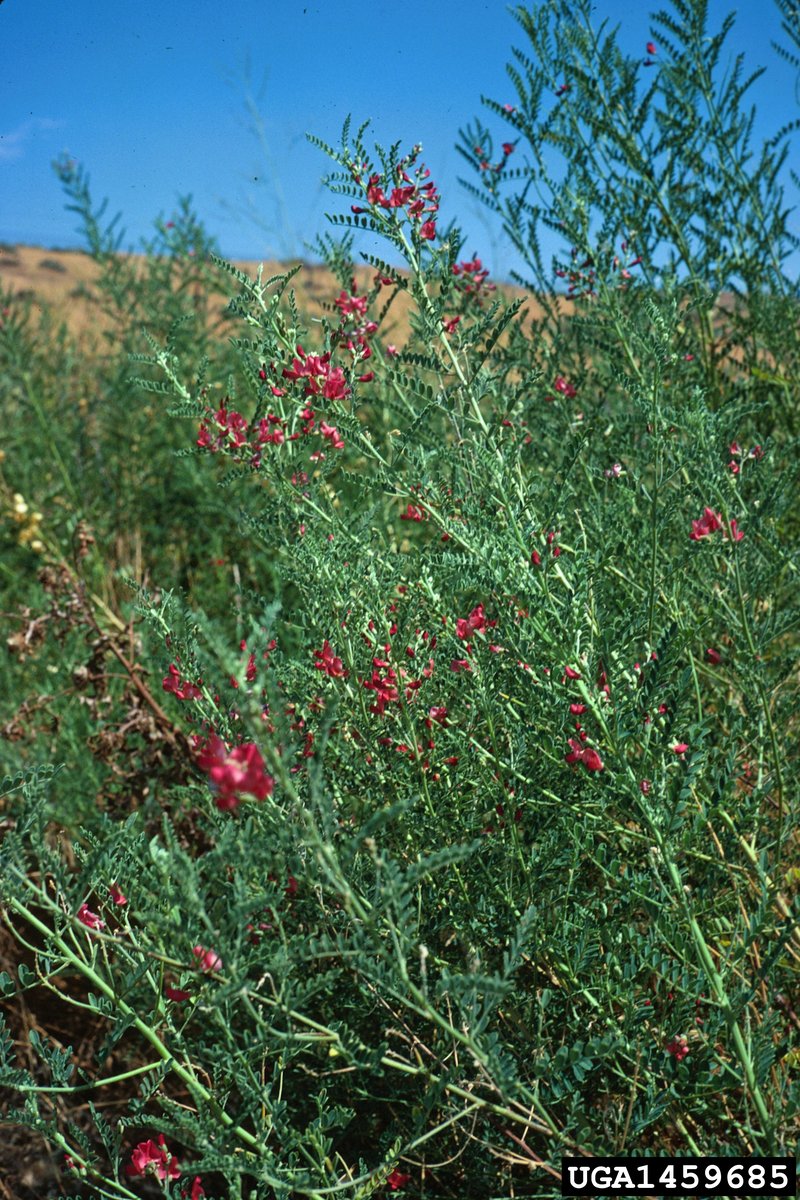 Alkali Swainsonpea photo 7