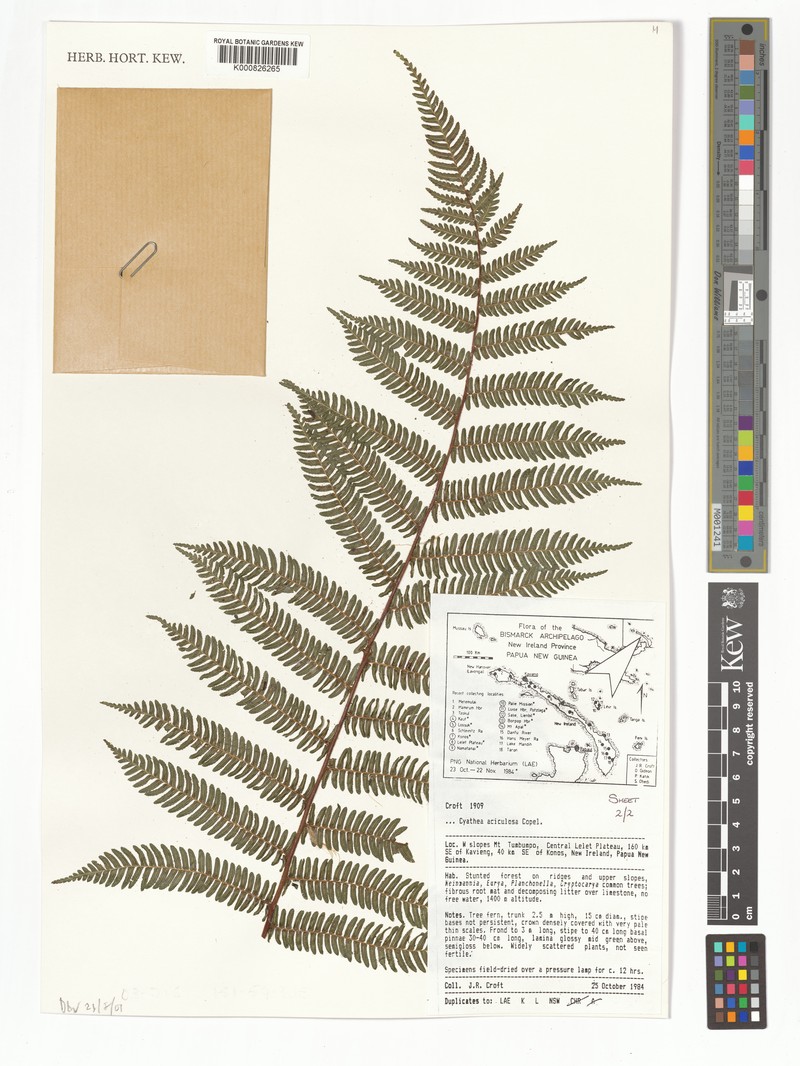 Sphaeropteris aciculosa