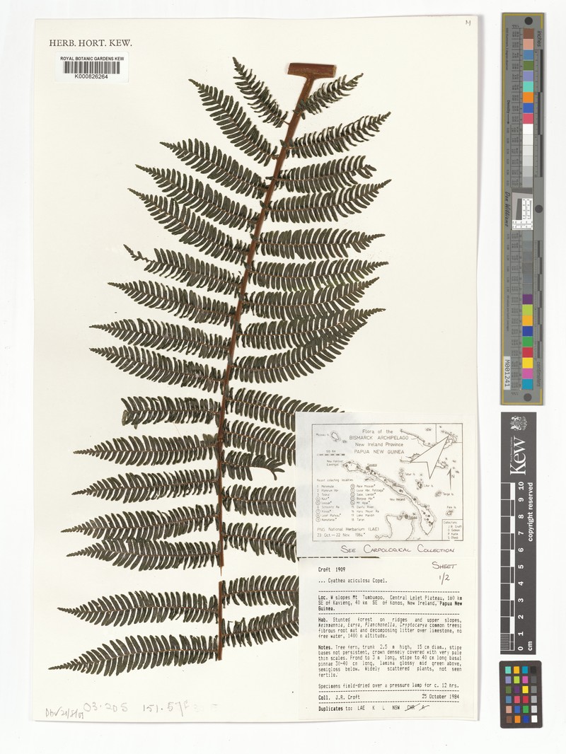 Sphaeropteris aciculosa photo 2