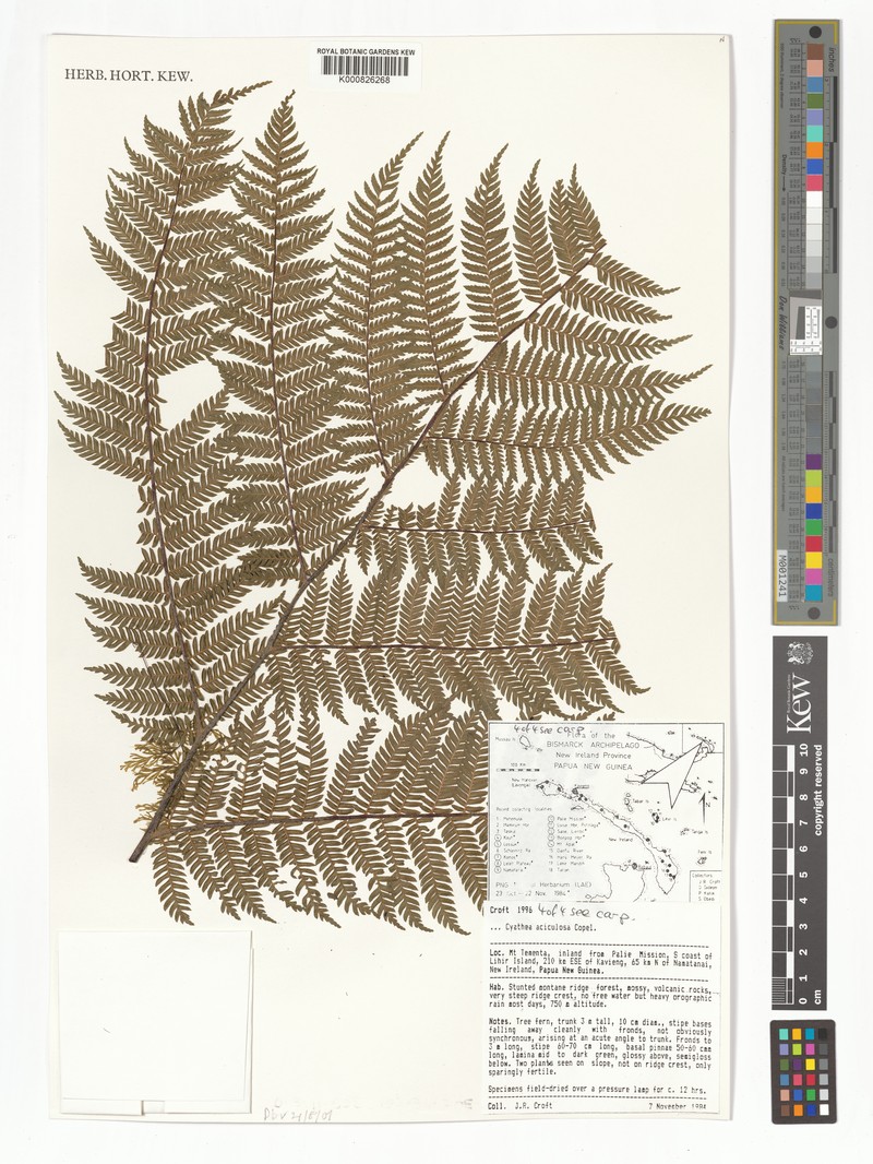 Sphaeropteris aciculosa photo 3