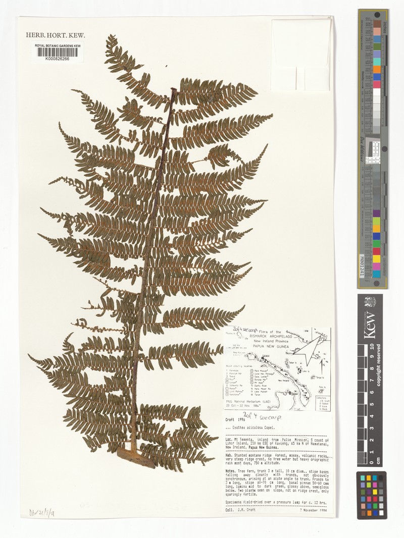 Sphaeropteris aciculosa photo 4