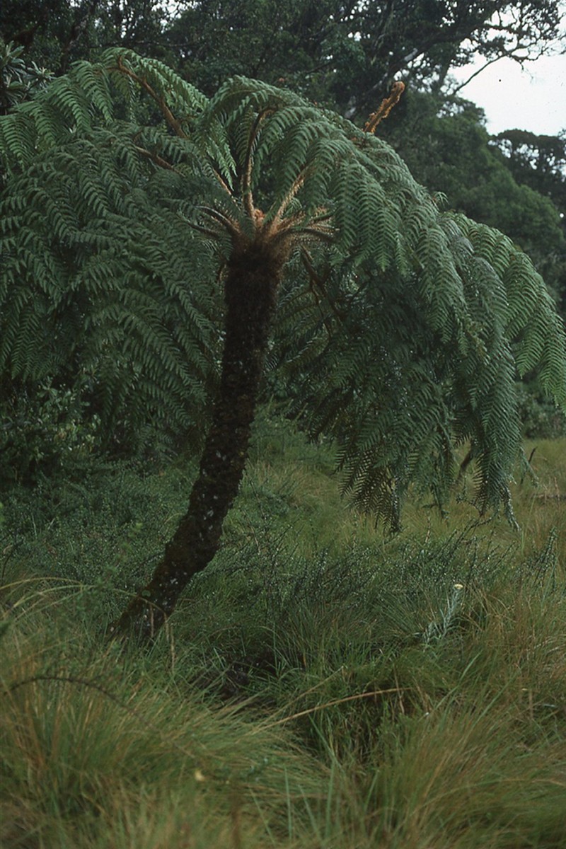Sphaeropteris aeneifolia