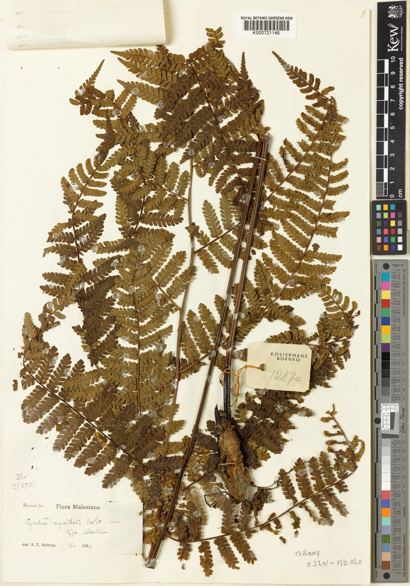 Sphaeropteris agatheti