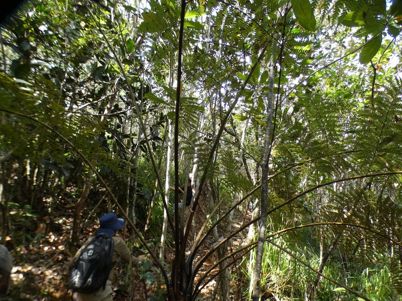 Sphaeropteris albifrons photo 2