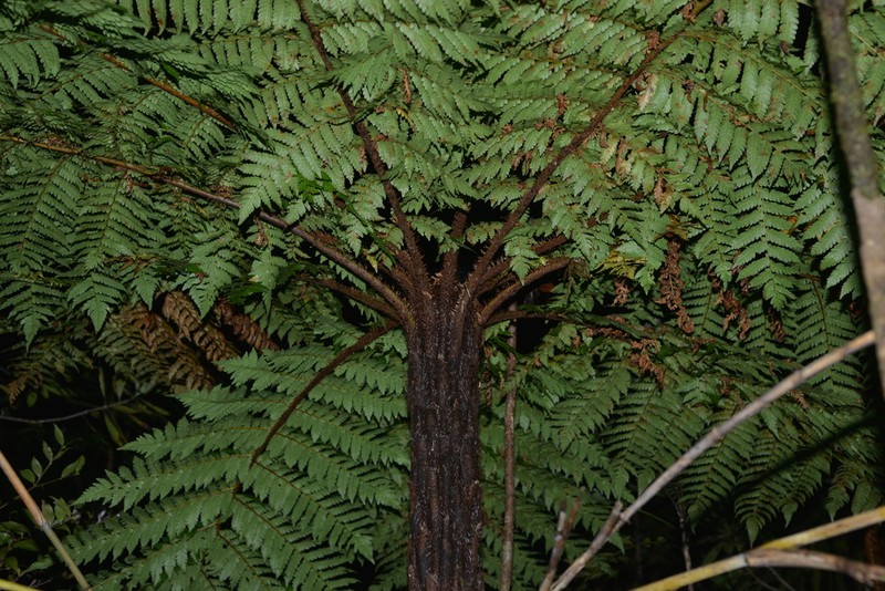 Sphaeropteris albifrons photo 3