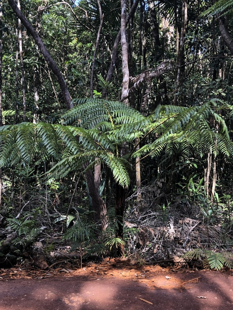 Sphaeropteris albifrons photo 4