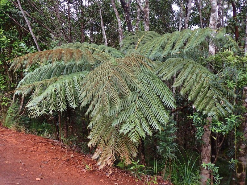 Sphaeropteris albifrons photo 5