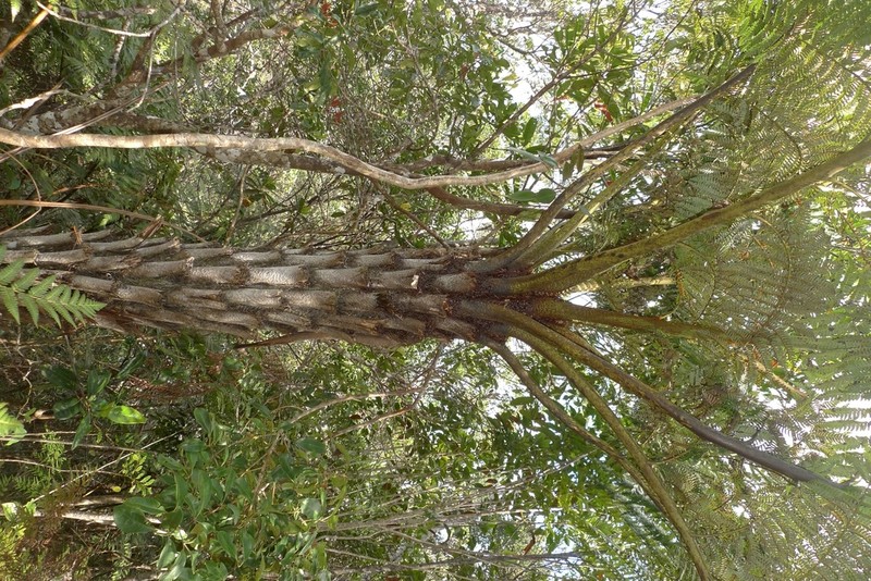 Sphaeropteris albifrons photo 6