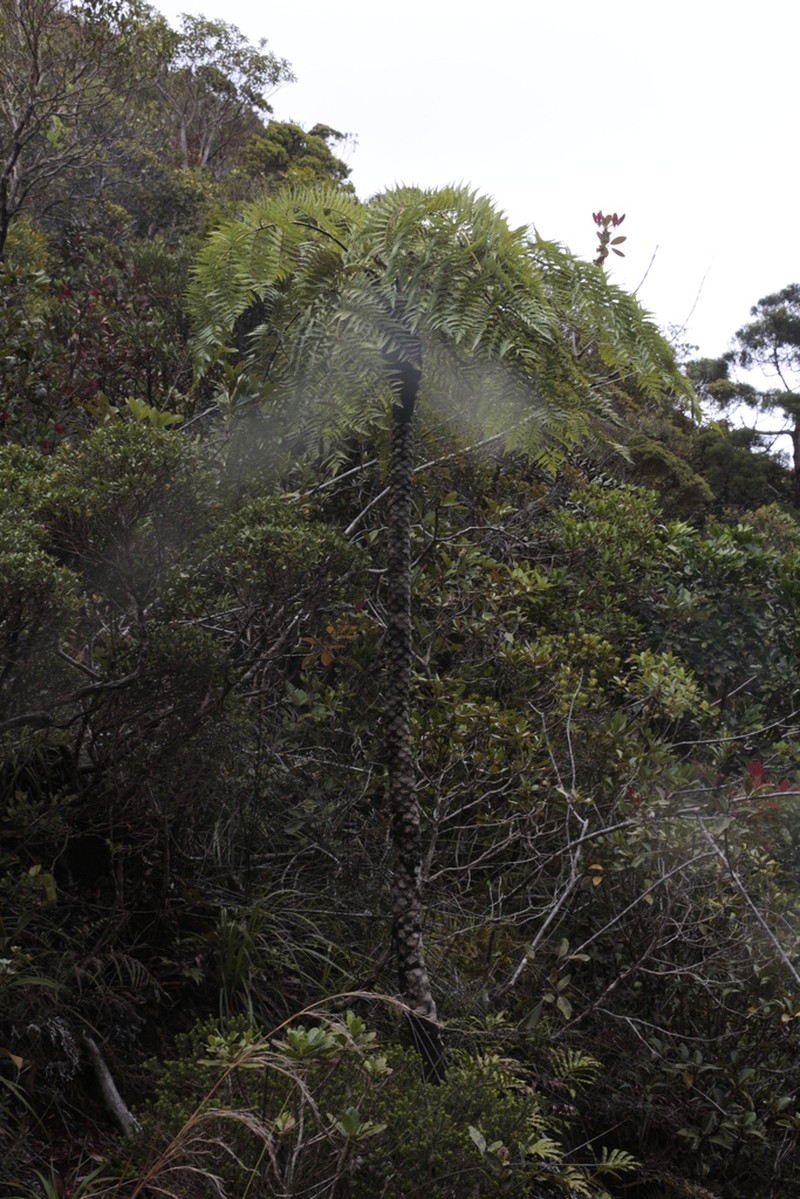Sphaeropteris albifrons photo 7