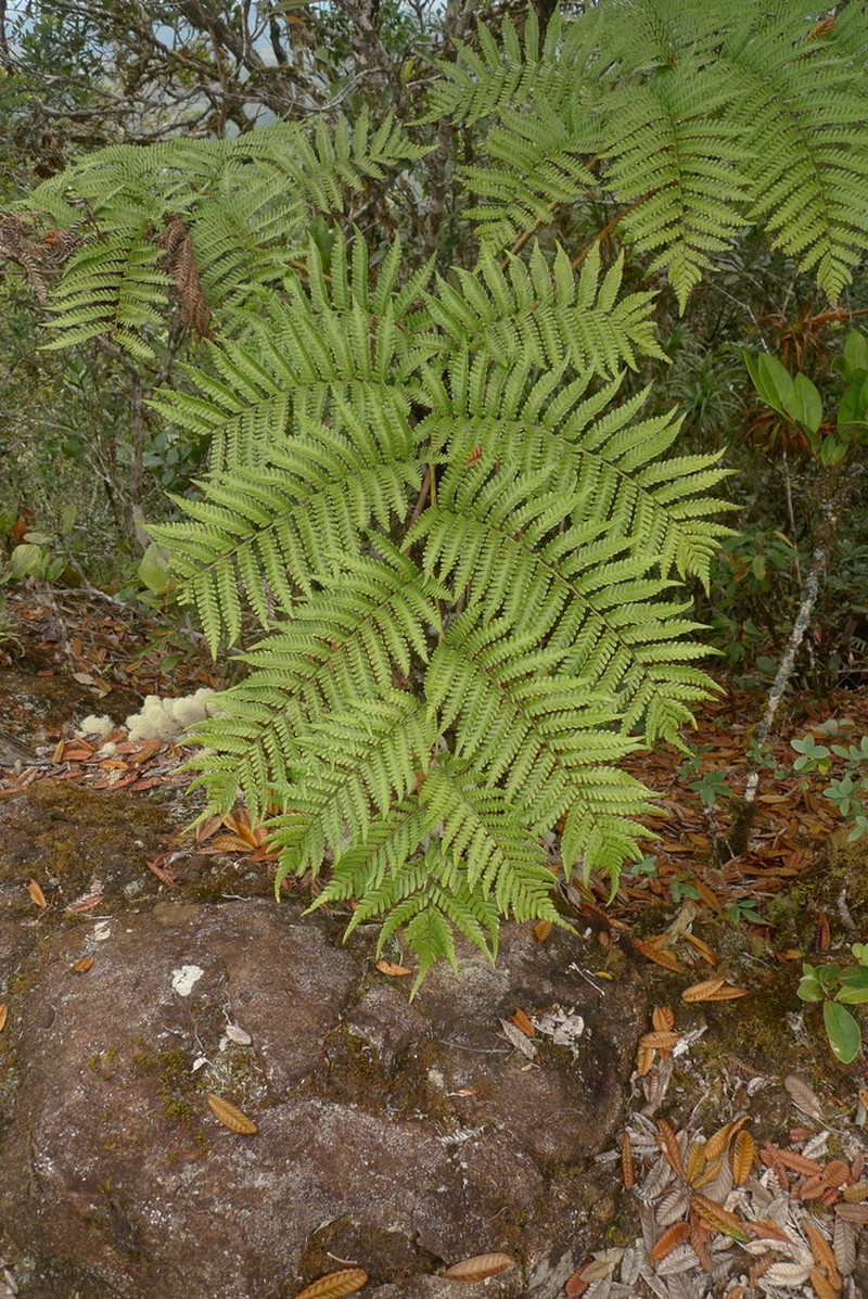 Sphaeropteris albifrons photo 8
