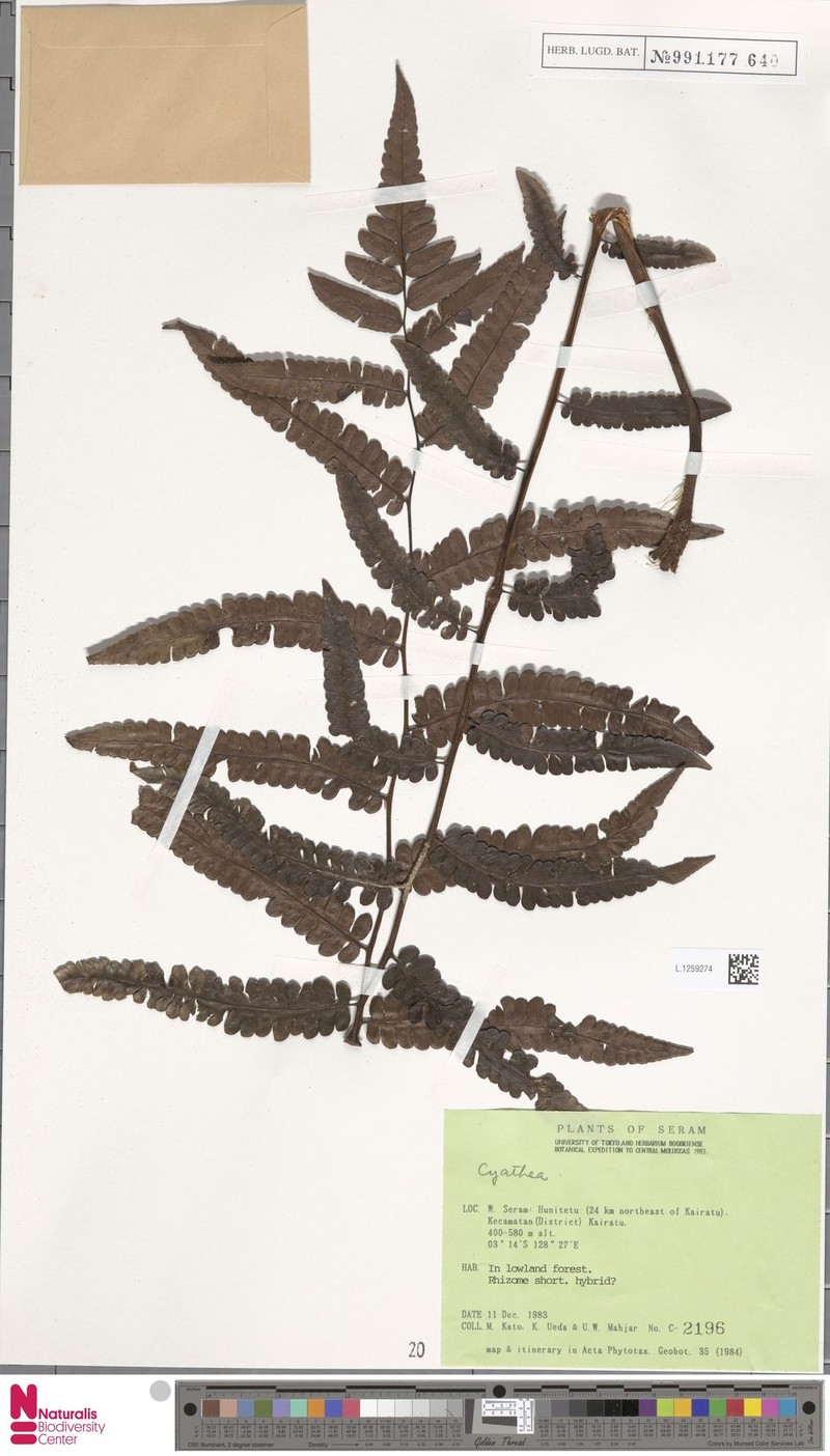 Sphaeropteris alternans