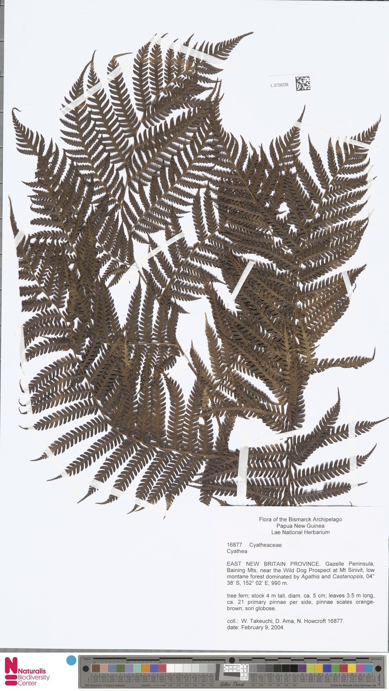 Sphaeropteris angiensis