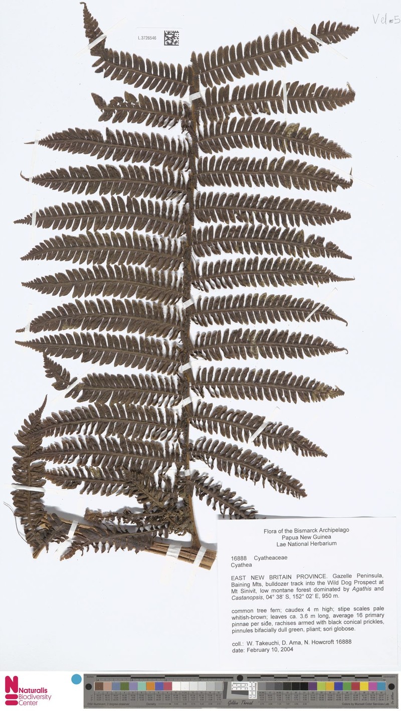 Sphaeropteris angiensis photo 2