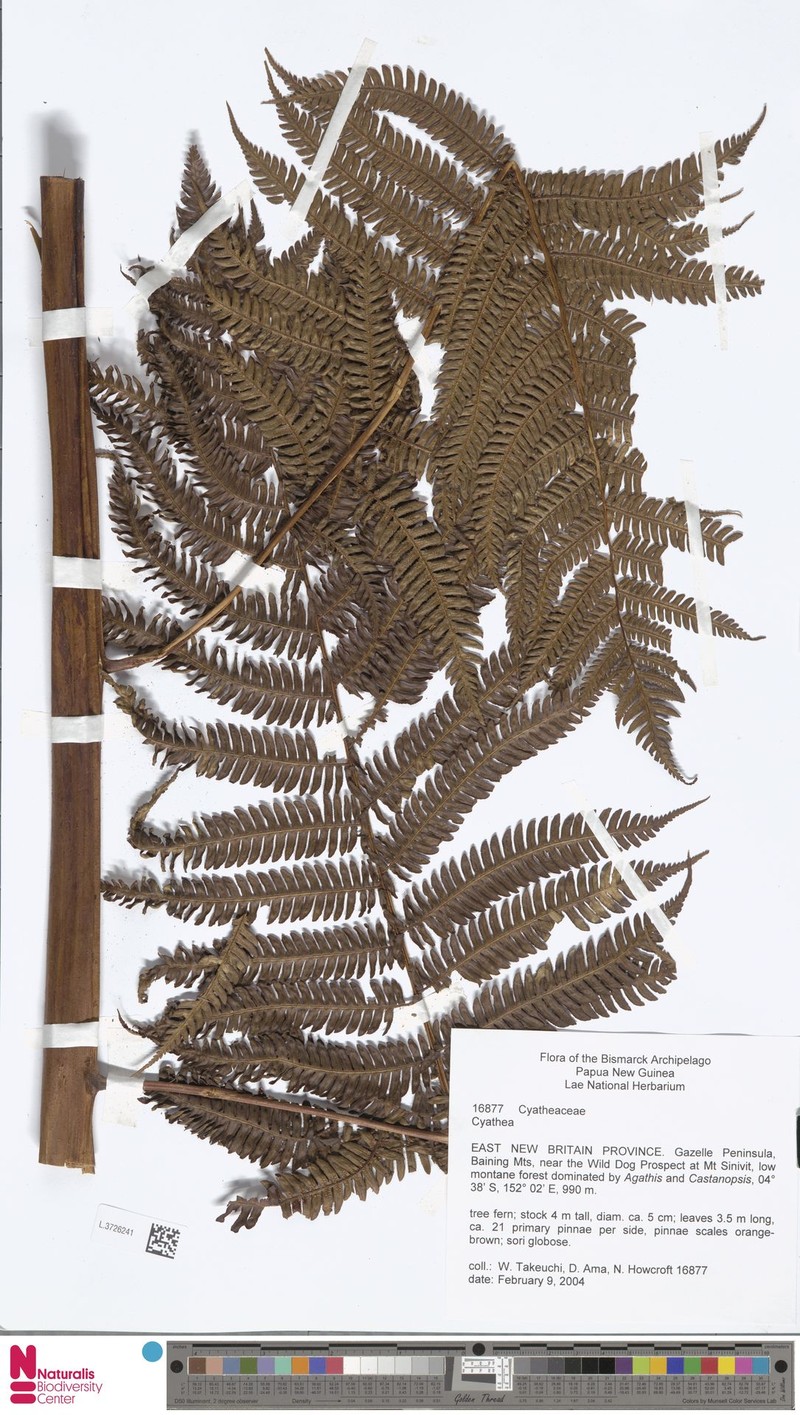 Sphaeropteris angiensis photo 3