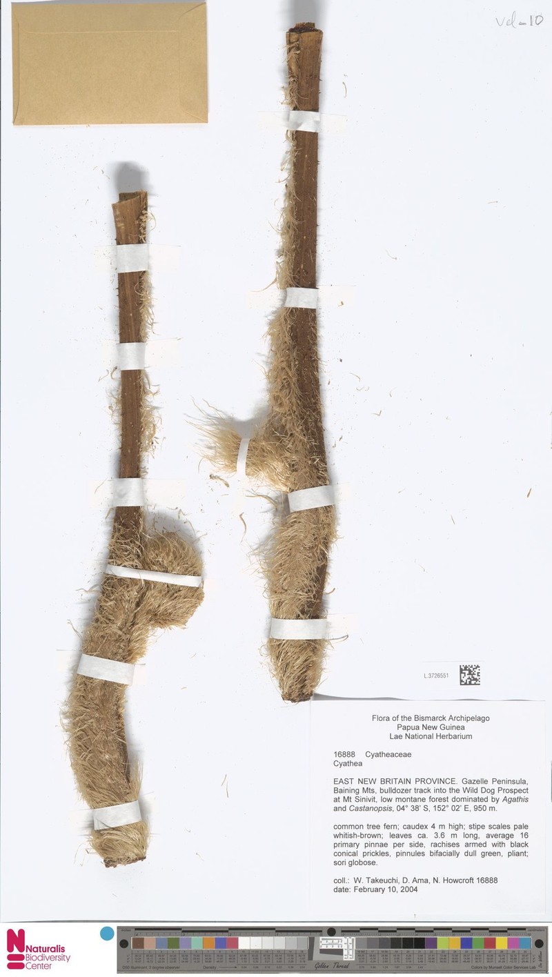 Sphaeropteris angiensis photo 4