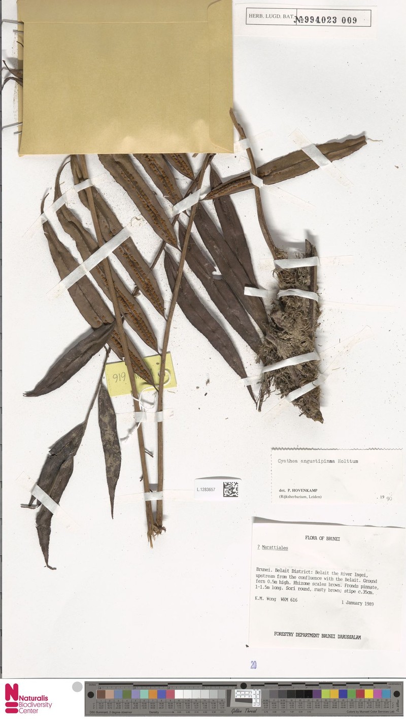 Sphaeropteris angustipinna