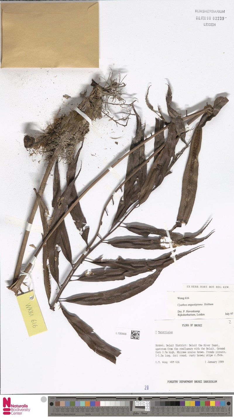 Sphaeropteris angustipinna photo 2