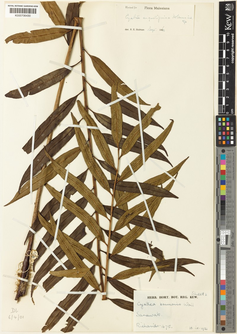Sphaeropteris angustipinna photo 3