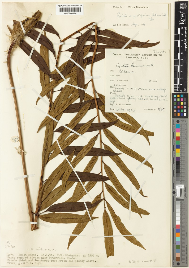 Sphaeropteris angustipinna photo 4