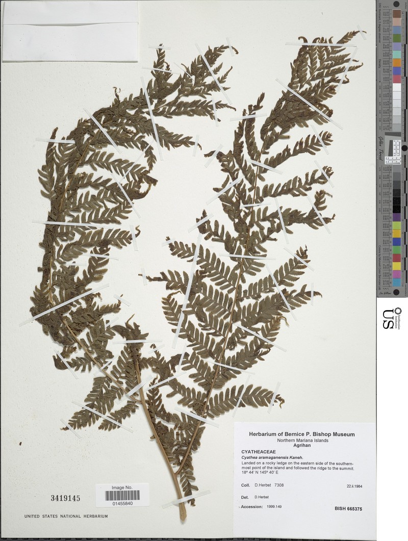 Sphaeropteris aramaganensis
