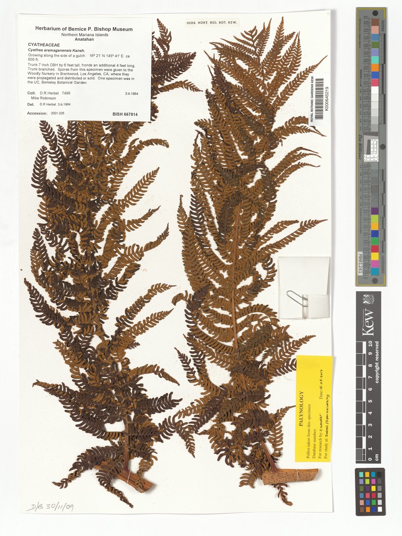 Sphaeropteris aramaganensis photo 2