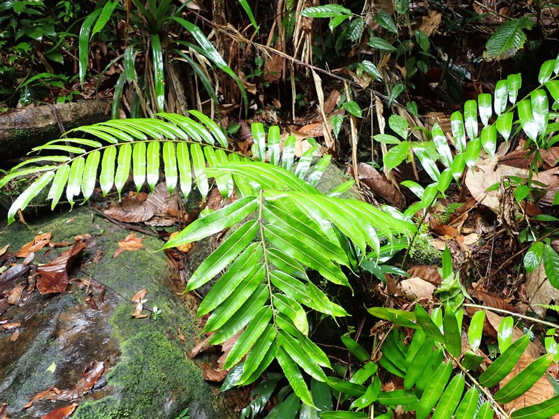 Sphaeropteris arthropoda