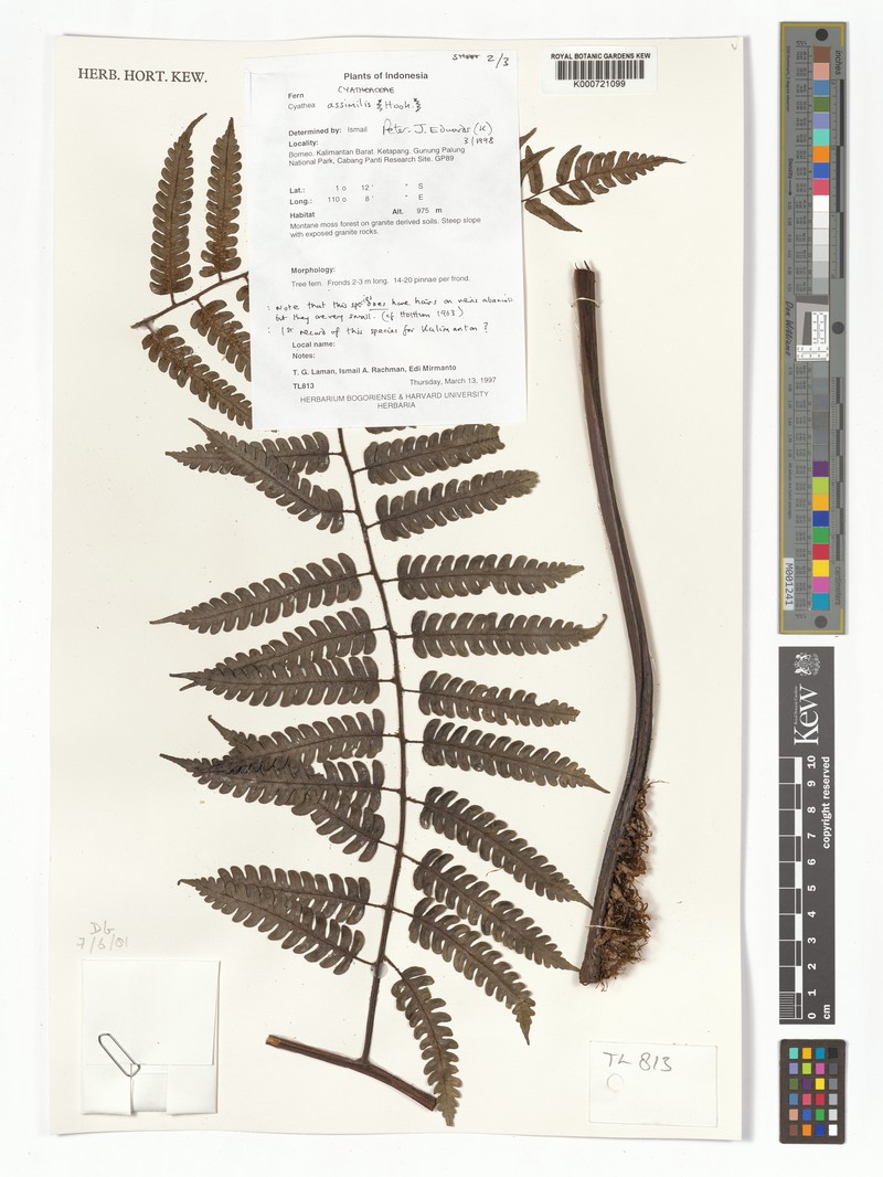 Sphaeropteris assimilis