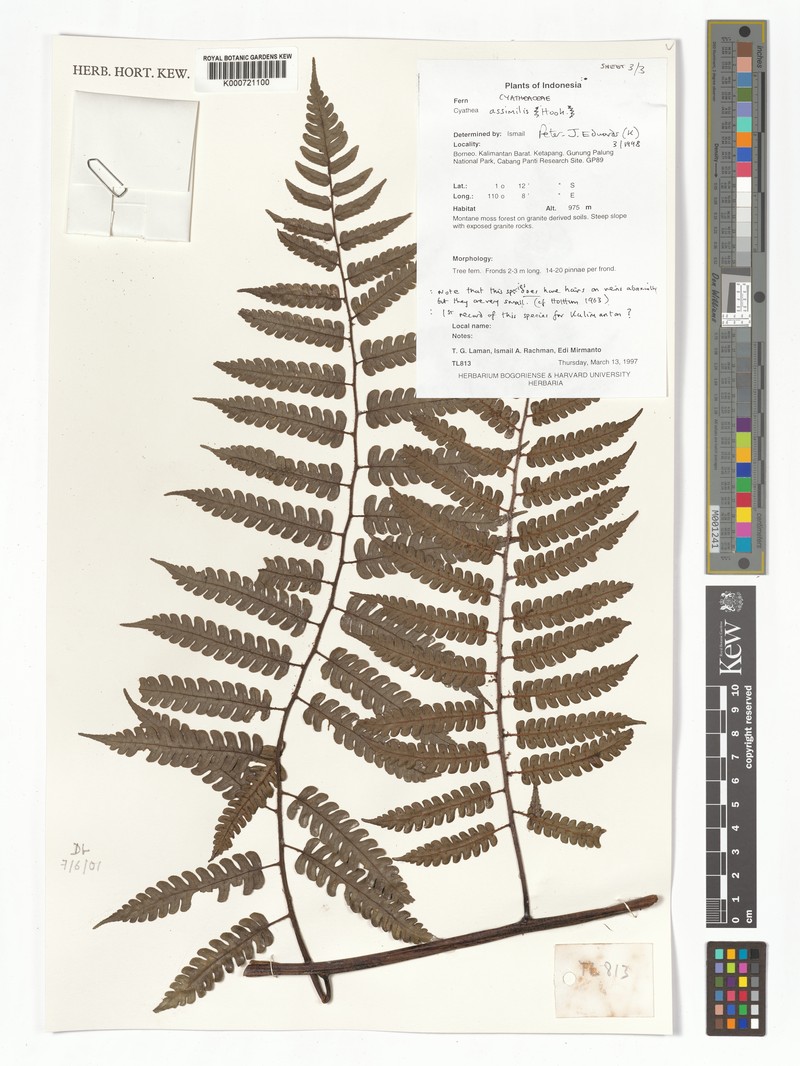 Sphaeropteris assimilis photo 2