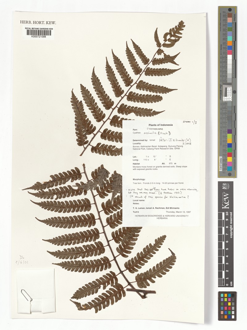 Sphaeropteris assimilis photo 3