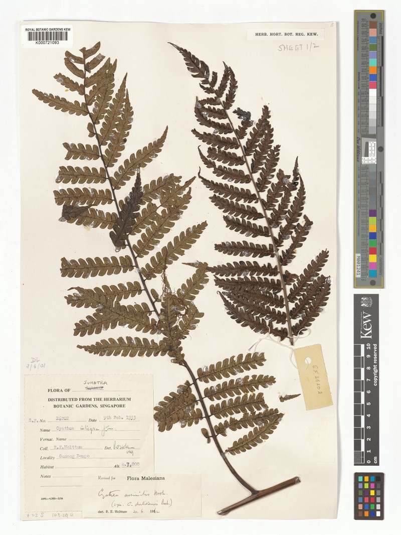 Sphaeropteris assimilis photo 4