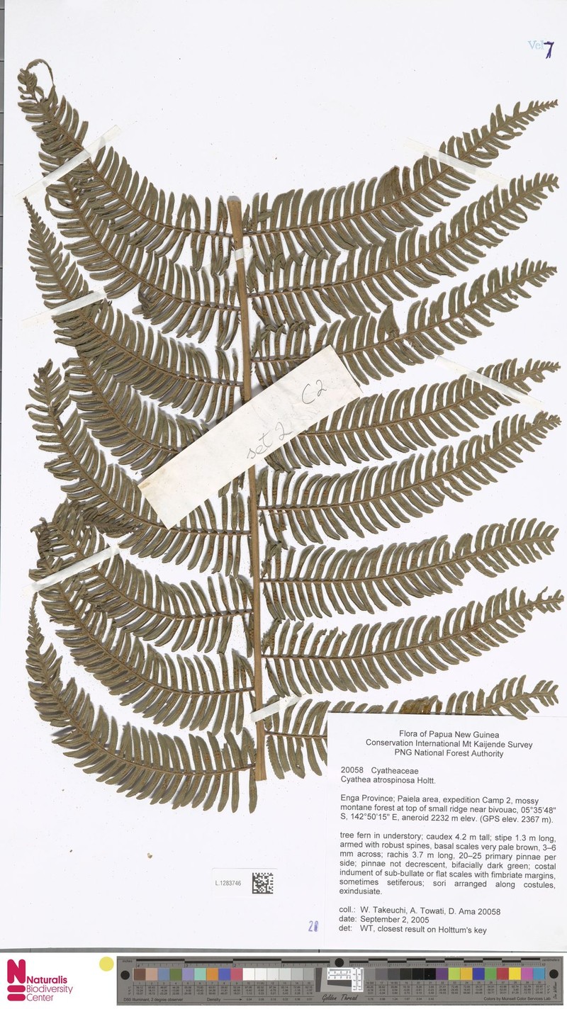 Sphaeropteris atrospinosa