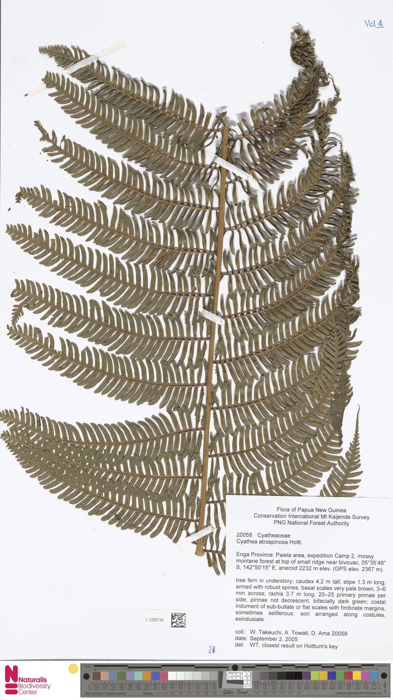 Sphaeropteris atrospinosa photo 2