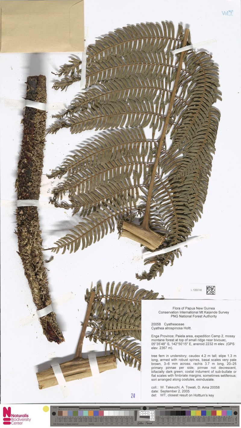 Sphaeropteris atrospinosa photo 3