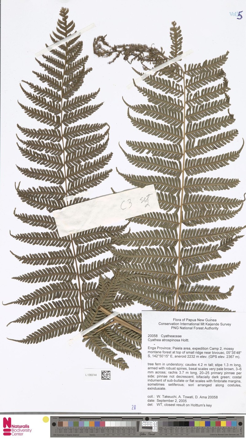 Sphaeropteris atrospinosa photo 4
