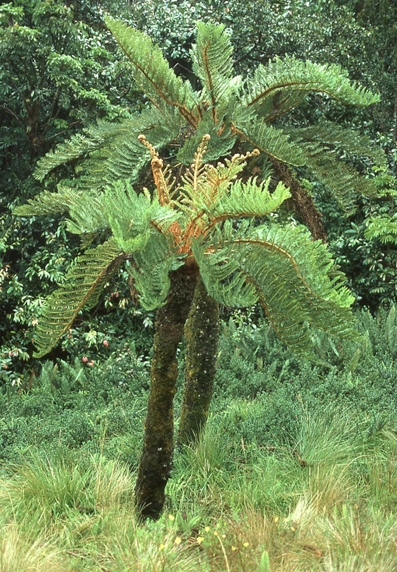 Sphaeropteris atrox