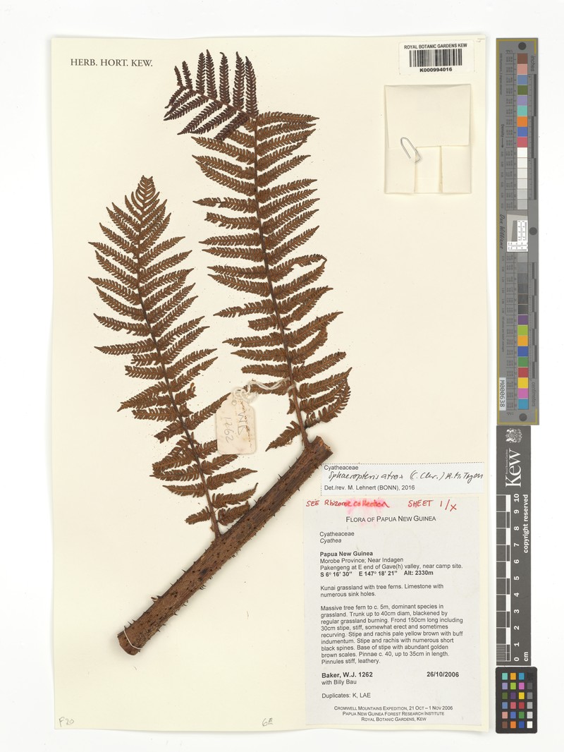 Sphaeropteris atrox photo 3
