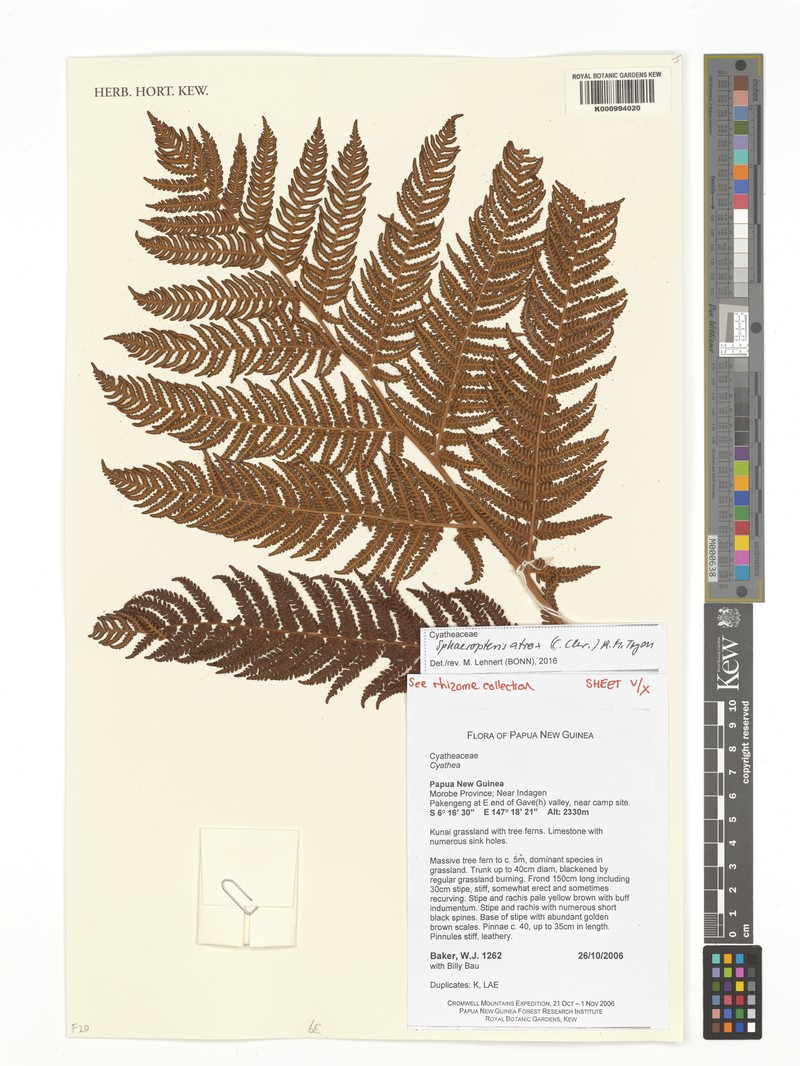 Sphaeropteris atrox photo 4
