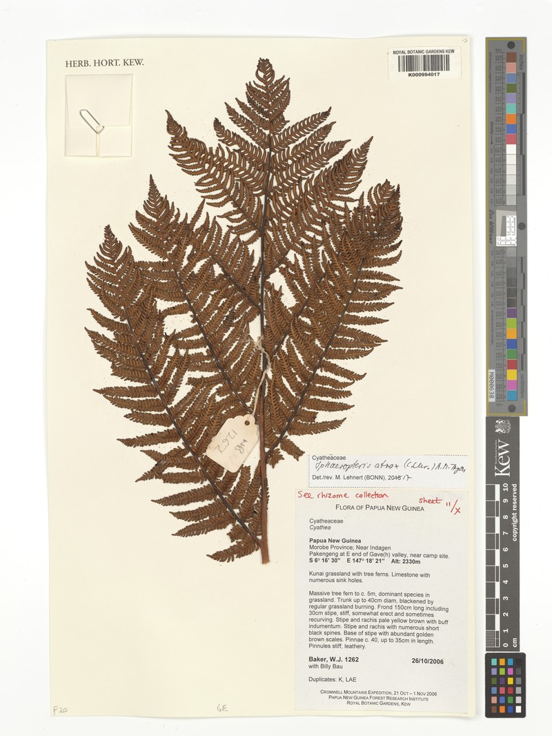 Sphaeropteris atrox photo 5