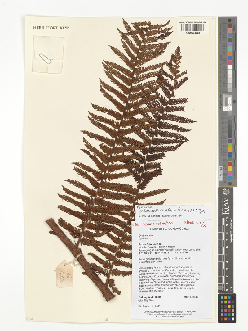 Sphaeropteris atrox photo 6