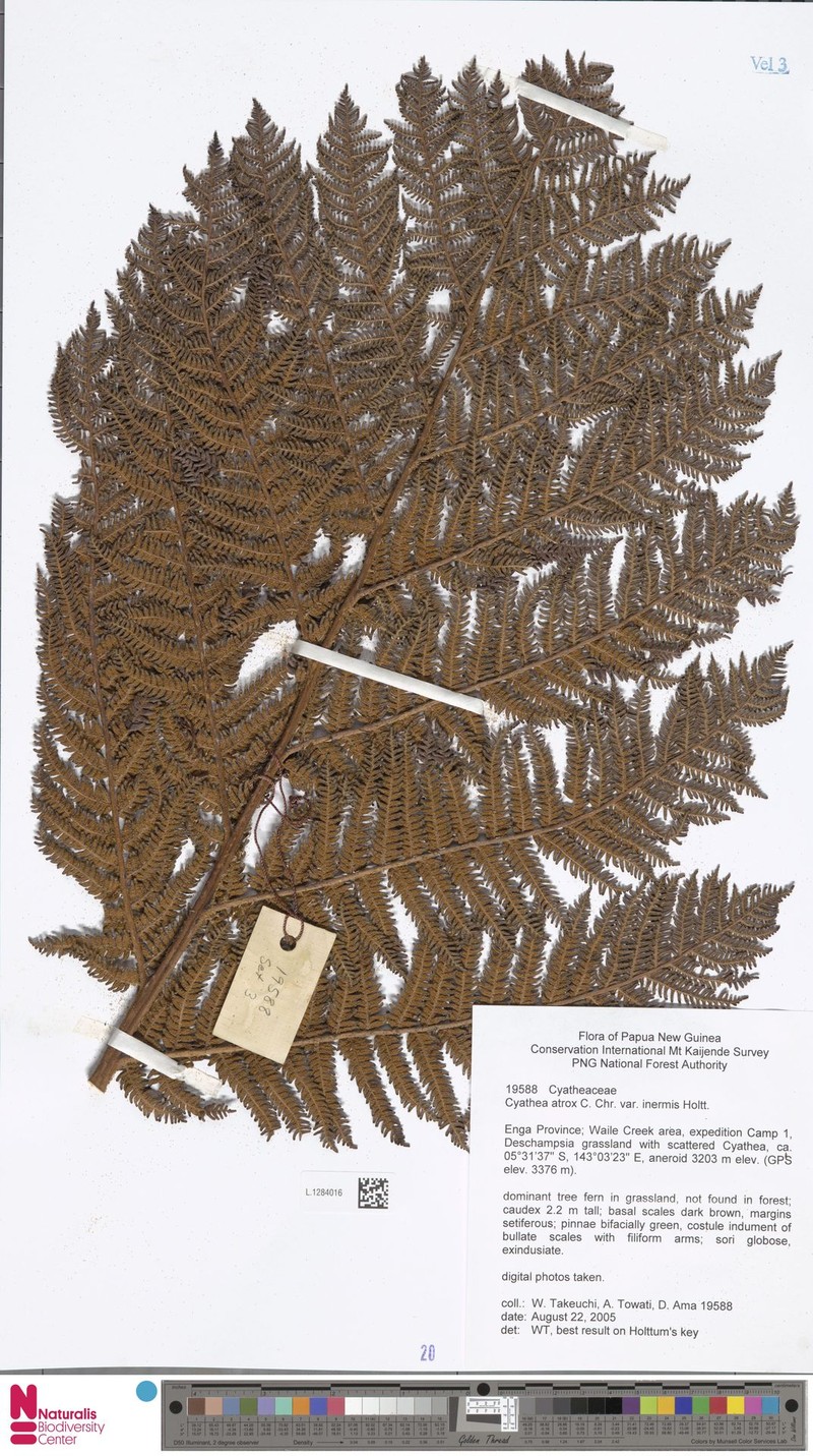 Sphaeropteris atrox var. inermis