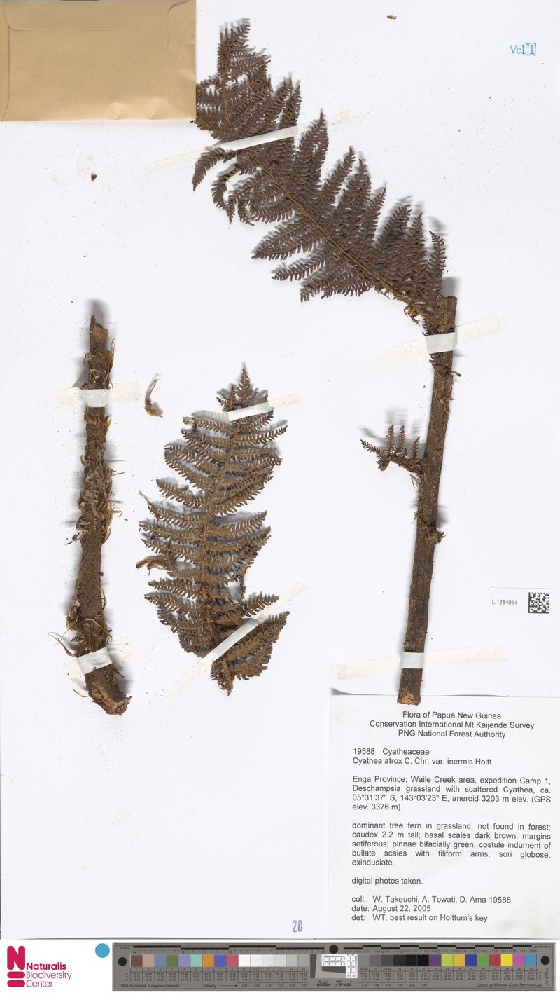 Sphaeropteris atrox var. inermis photo 2