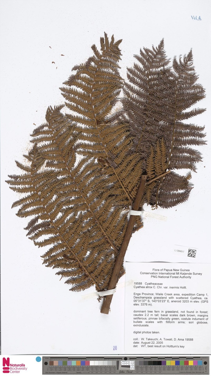 Sphaeropteris atrox var. inermis photo 3