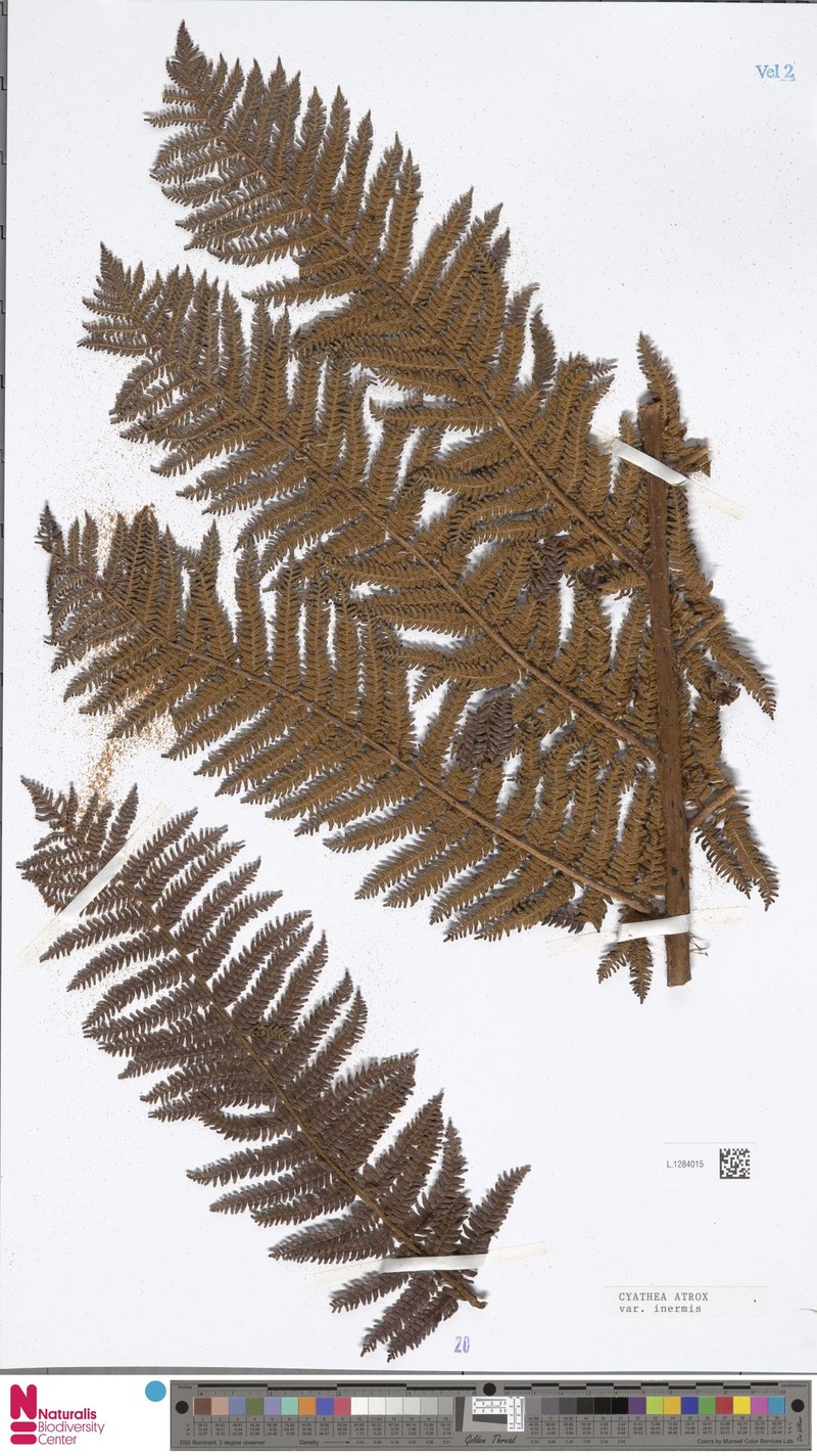 Sphaeropteris atrox var. inermis photo 4