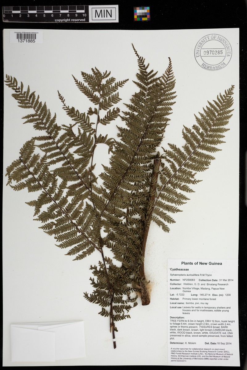 Sphaeropteris auriculifera