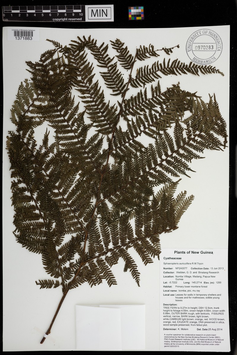 Sphaeropteris auriculifera photo 3