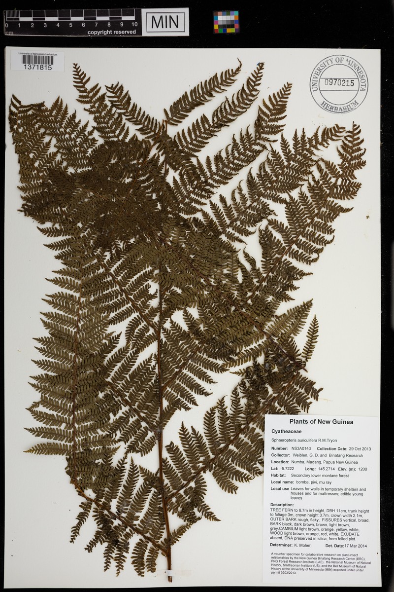 Sphaeropteris auriculifera photo 4
