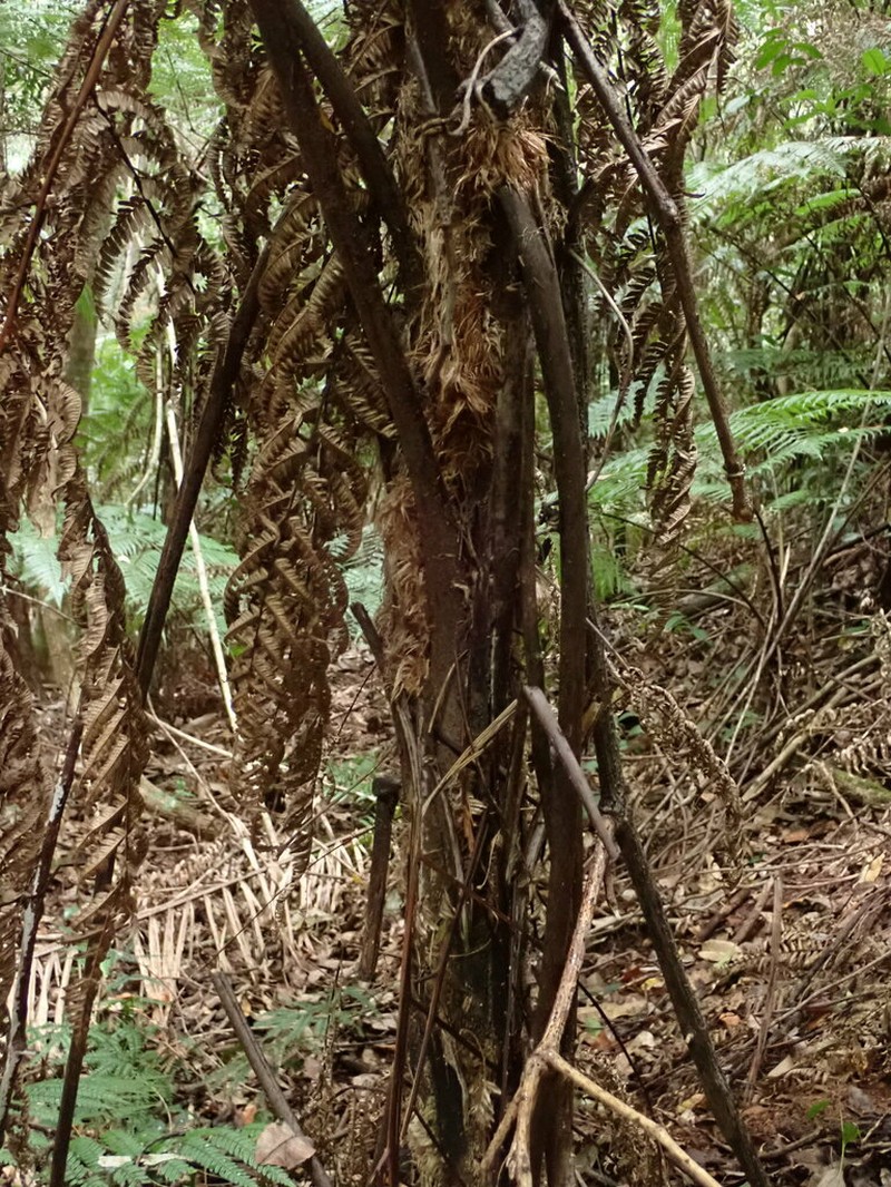Sphaeropteris australis