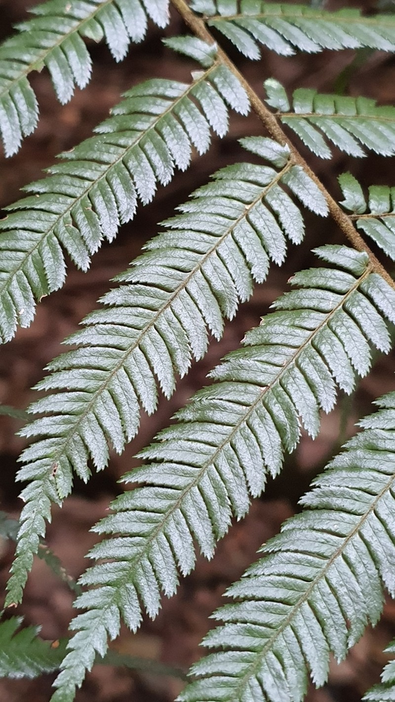 Sphaeropteris australis photo 2