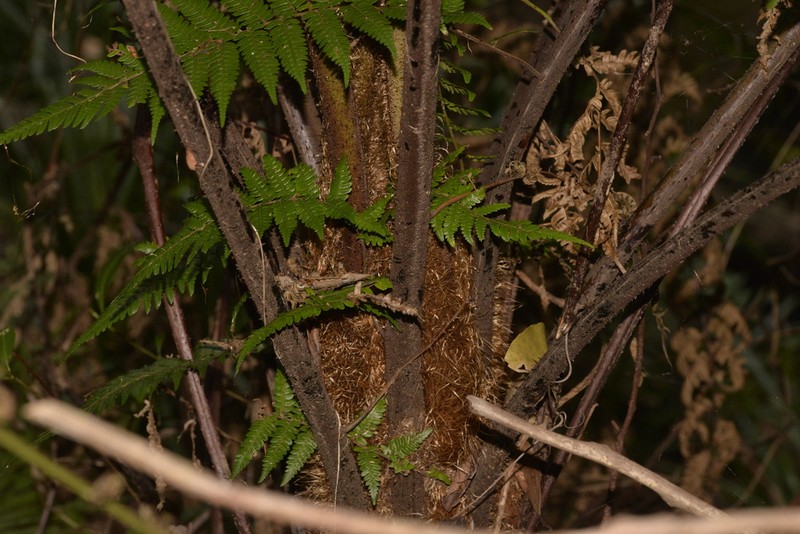 Sphaeropteris australis photo 3
